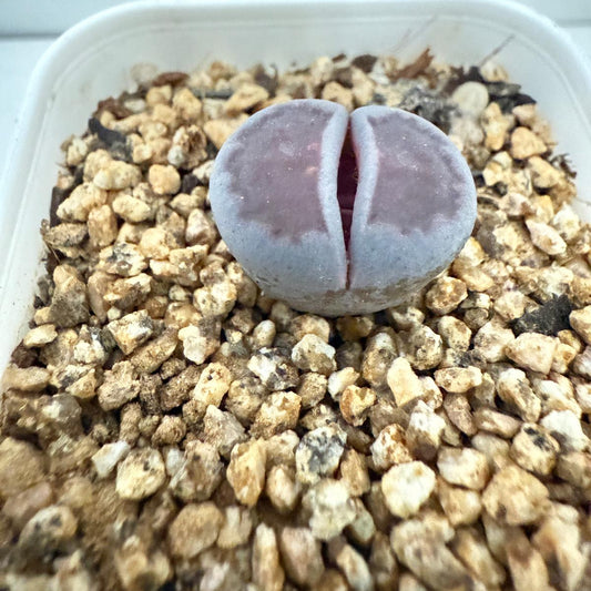 Lithop Satos Violet 60mm Pot size plant -with pot