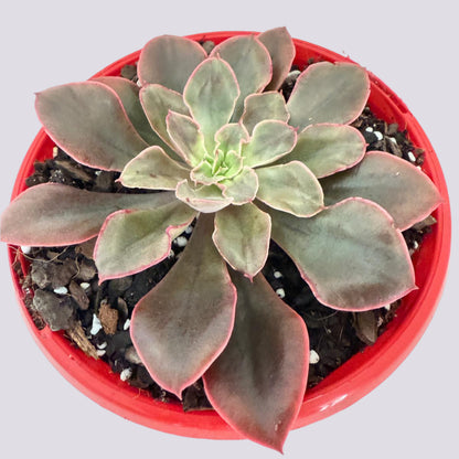 Echeveria painted frills-130mm