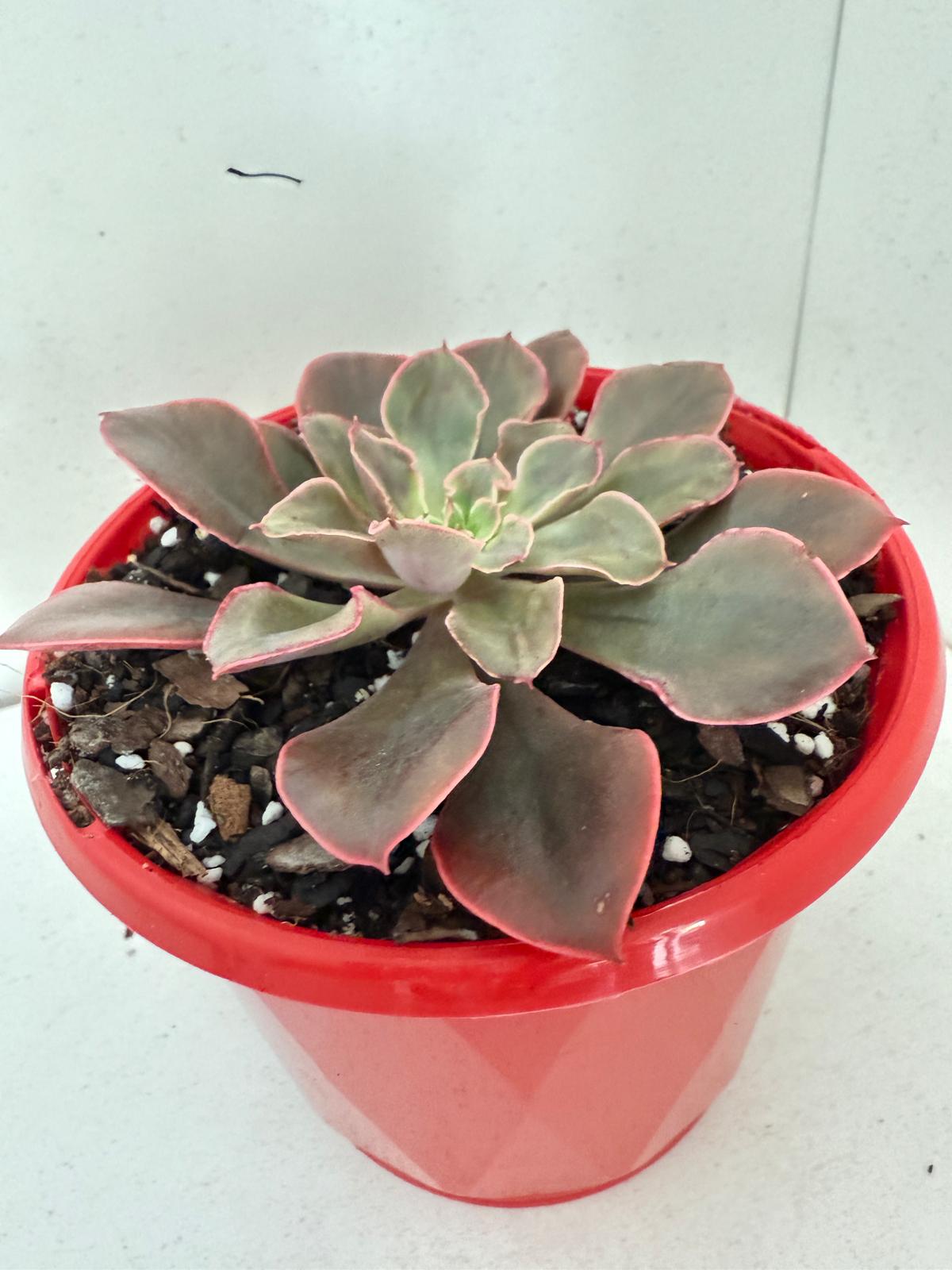 Echeveria painted frills-130mm