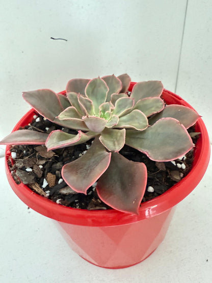 Echeveria painted frills-130mm