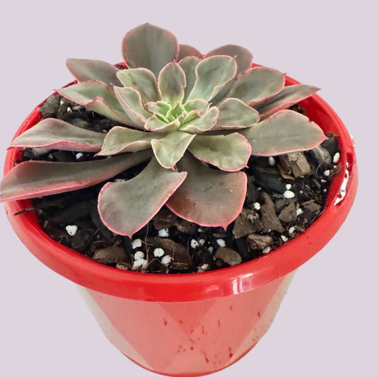Echeveria painted frills-130mm