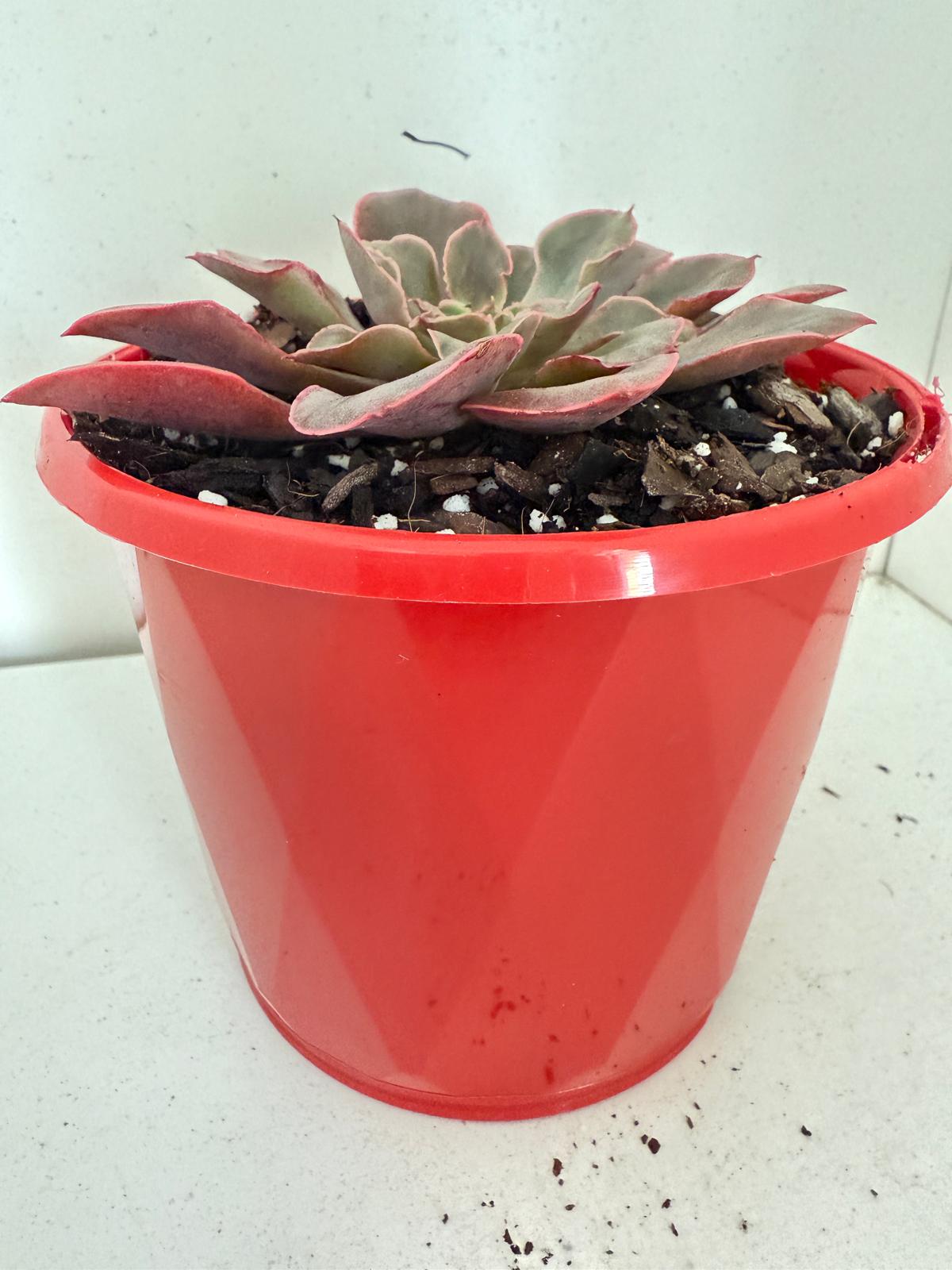 Echeveria painted frills-130mm