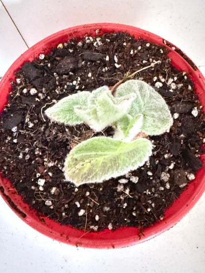 Brazilian Edelweiss