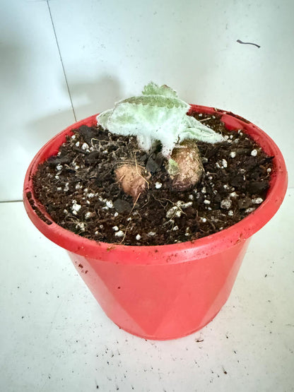 Brazilian Edelweiss