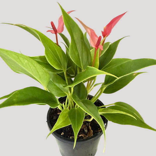Anthurium pink and Lilly  - 100mm pot size with pot