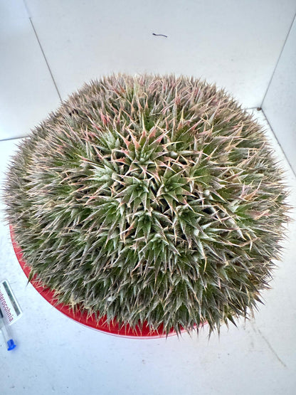 Deuterocochina 190mm