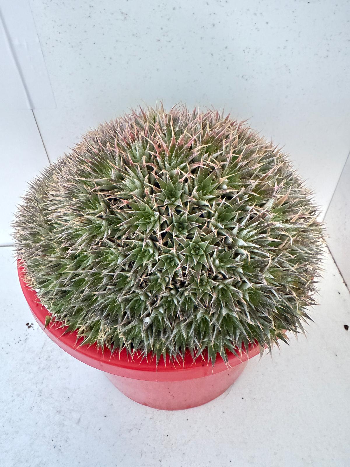 Deuterocochina 190mm