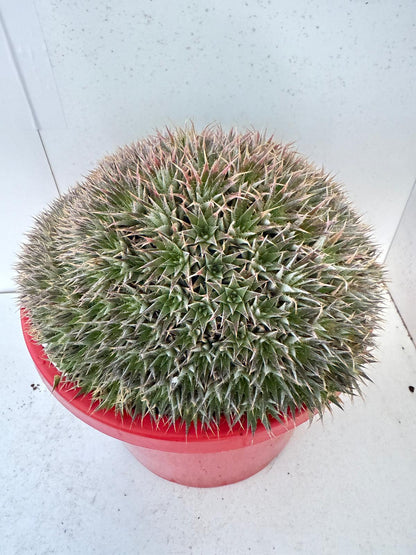 Deuterocochina 190mm