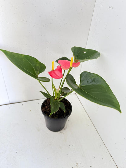 Anthurium Amanthi - 100mm pot size