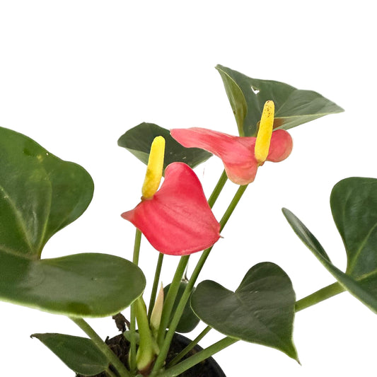 Anthurium Amanthi - 100mm pot size