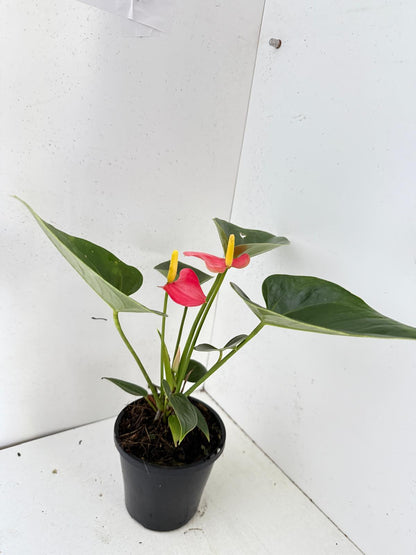 Anthurium Amanthi - 100mm pot size