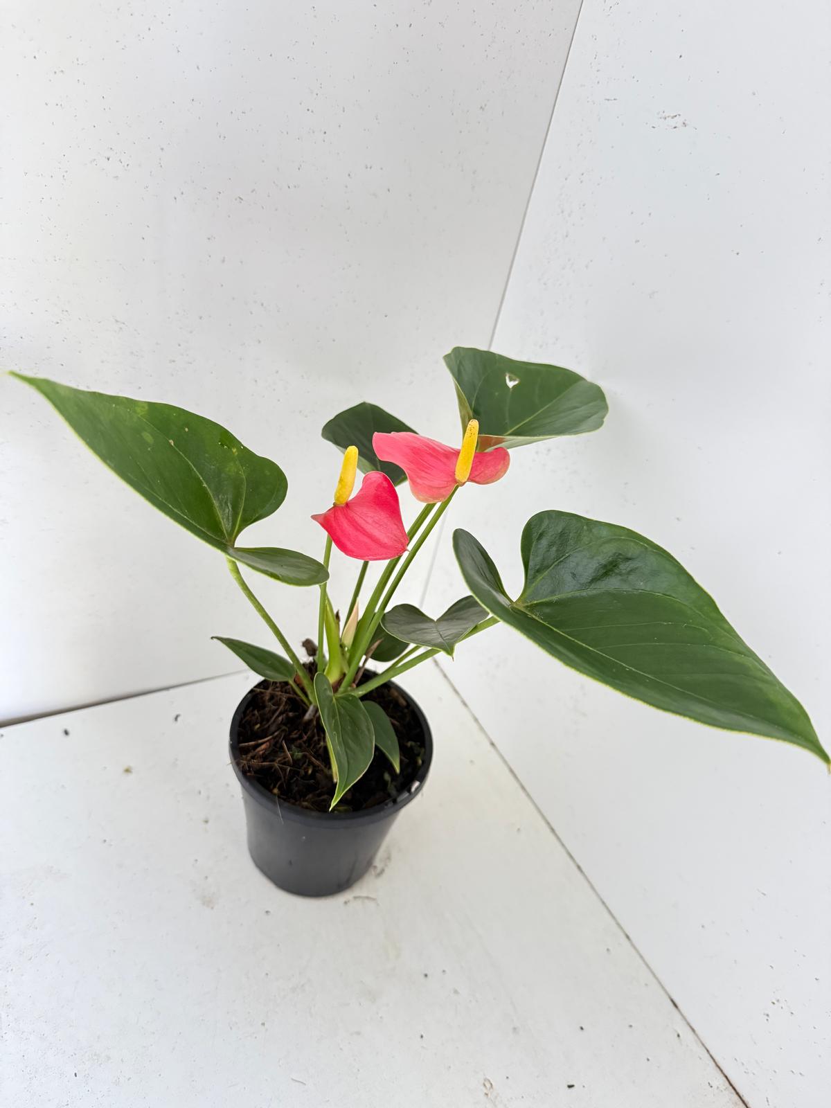Anthurium Amanthi - 100mm pot size