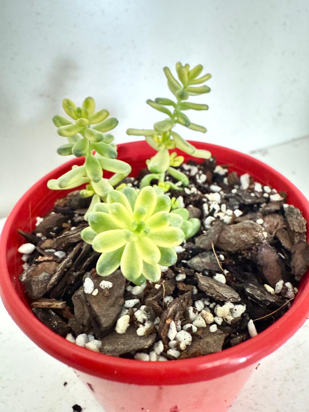 Sedum Golden Rice