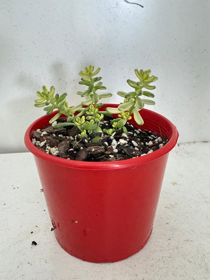 Sedum Golden Rice
