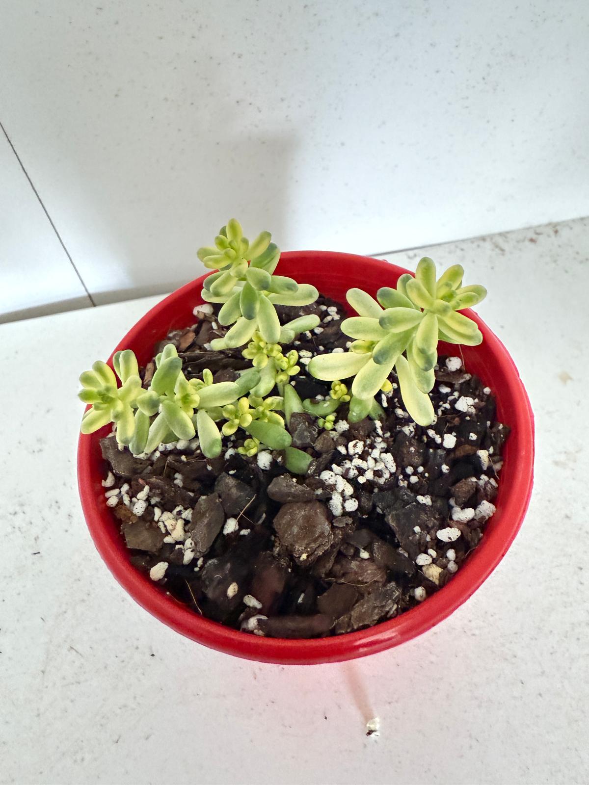 Sedum Golden Rice