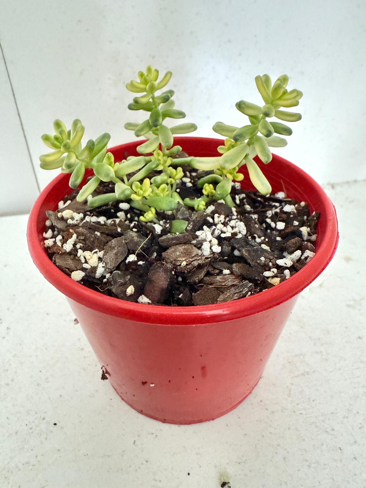 Sedum Golden Rice