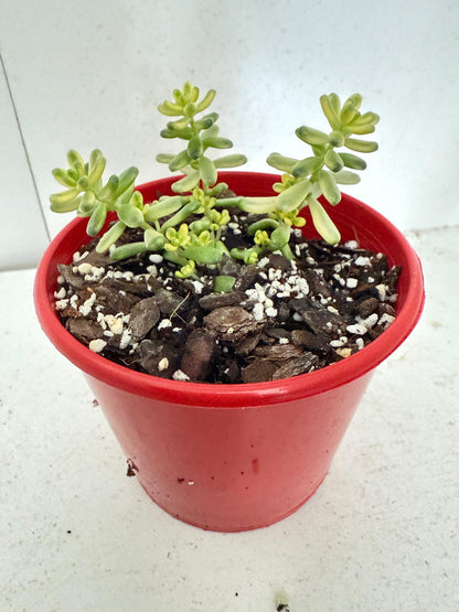 Sedum Golden Rice