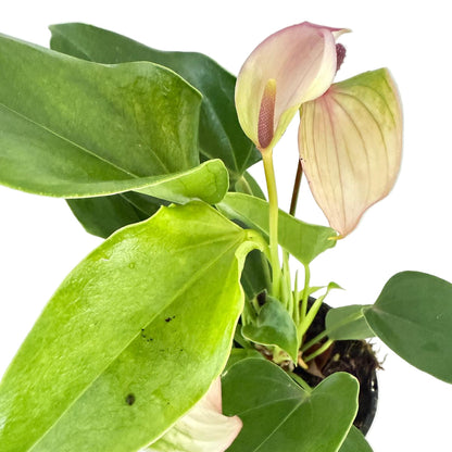 Anthurium Jolie Pulse White with Purple- with pot