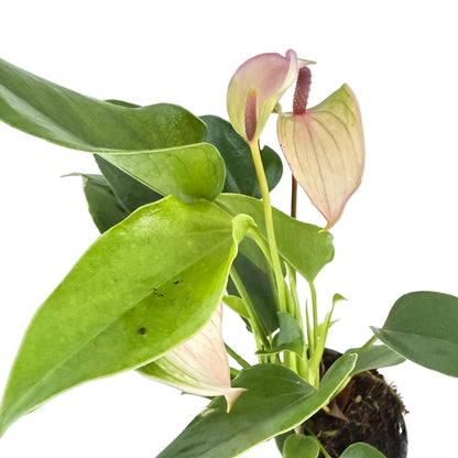 Anthurium Jolie Pulse White with Purple- with pot