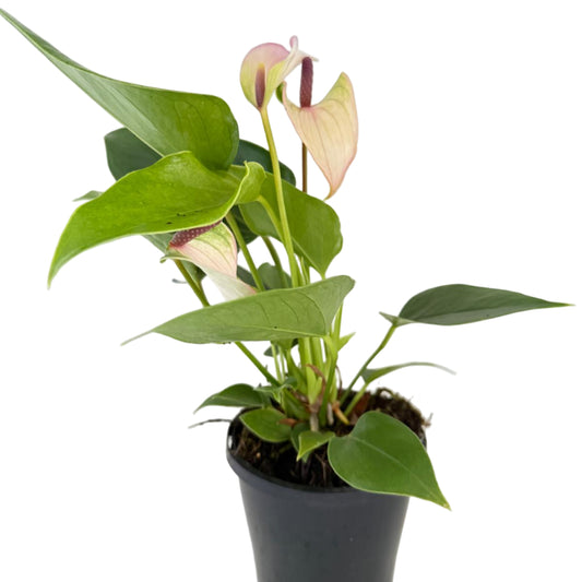 Anthurium Jolie Pulse White with Purple- with pot