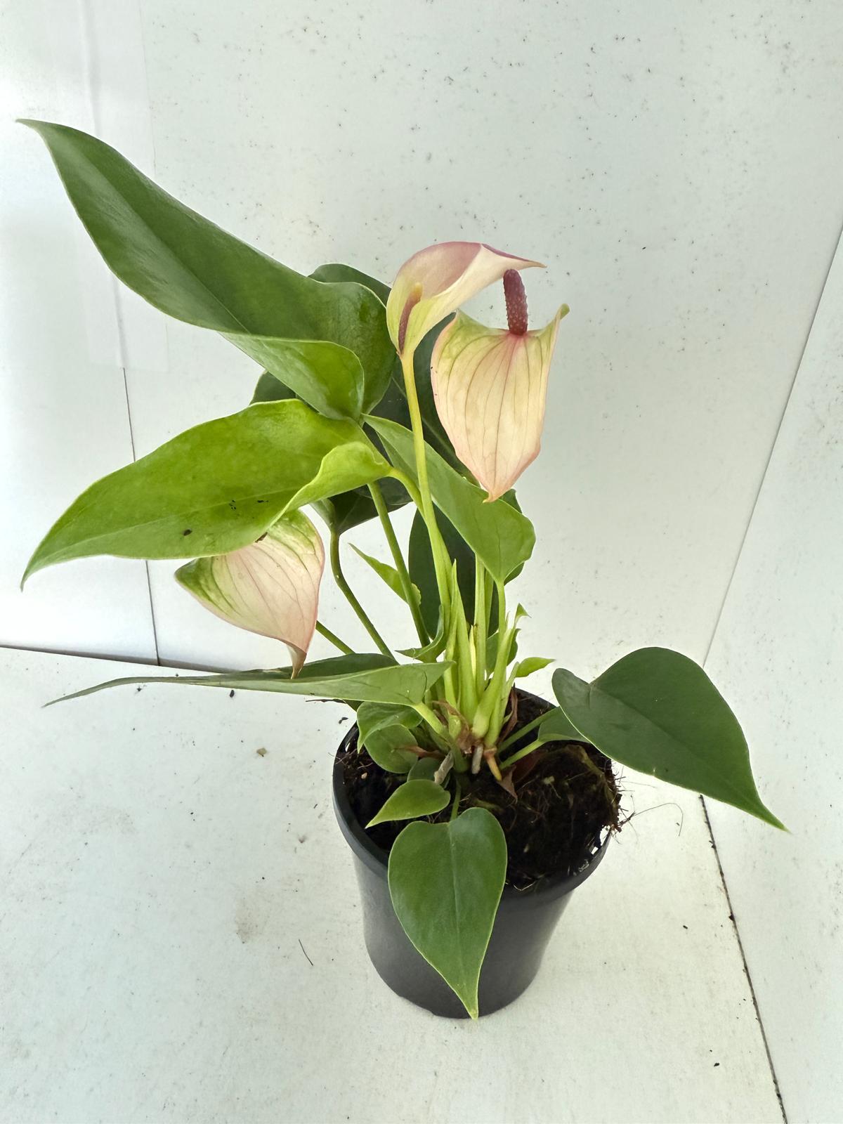Anthurium Jolie Pulse White with Purple- with pot