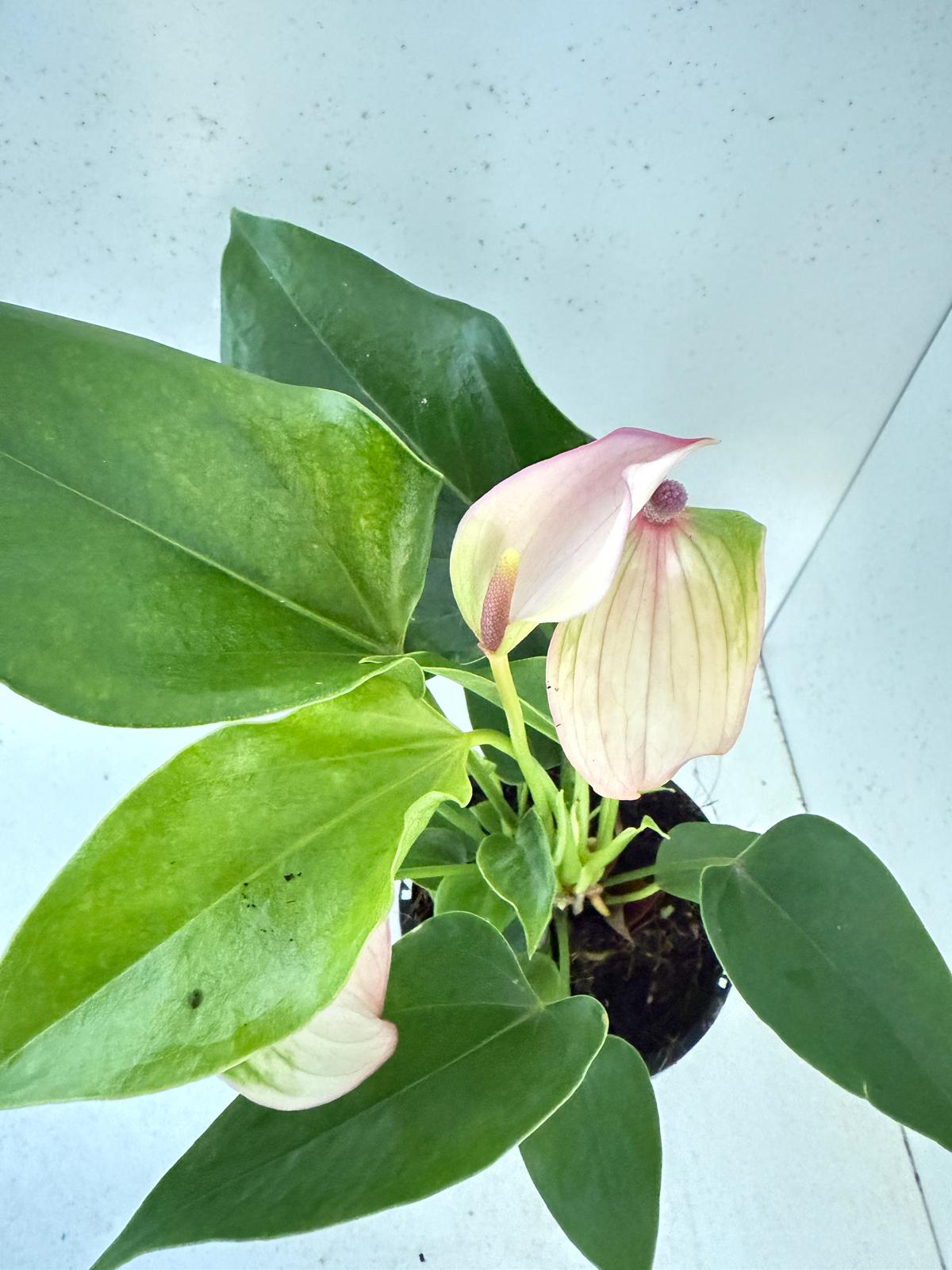 Anthurium Jolie Pulse White with Purple- with pot