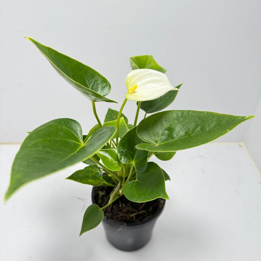 Anthurium ‘Chill’ 100mm pot size plant- with pot