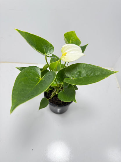 Anthurium ‘Chill’ 100mm pot size plant- with pot