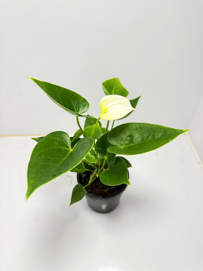 Anthurium ‘Chill’ 100mm pot size plant- with pot