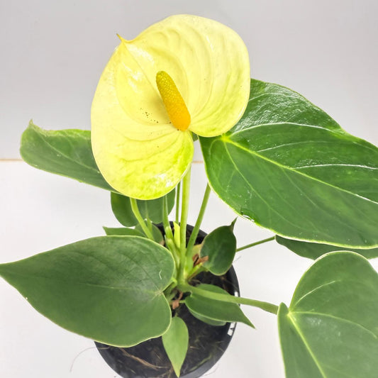 Anthurium Andraenum Vanila 100mm with pot