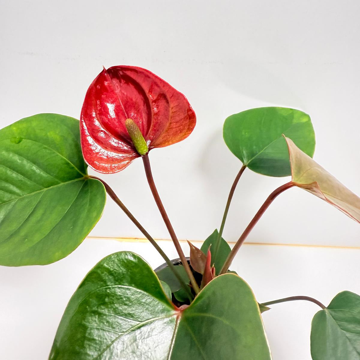Anthurium pacifica 100mm with pot