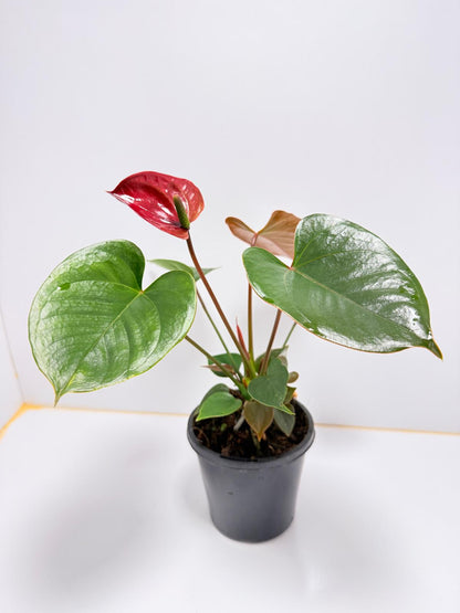 Anthurium pacifica 100mm with pot