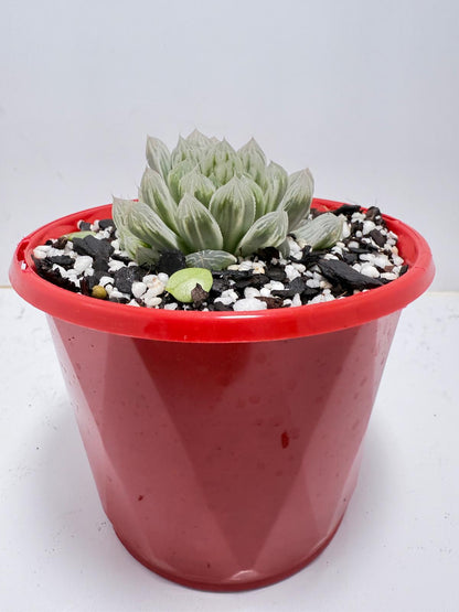Haworthia Silver Swirls 130mm pot size