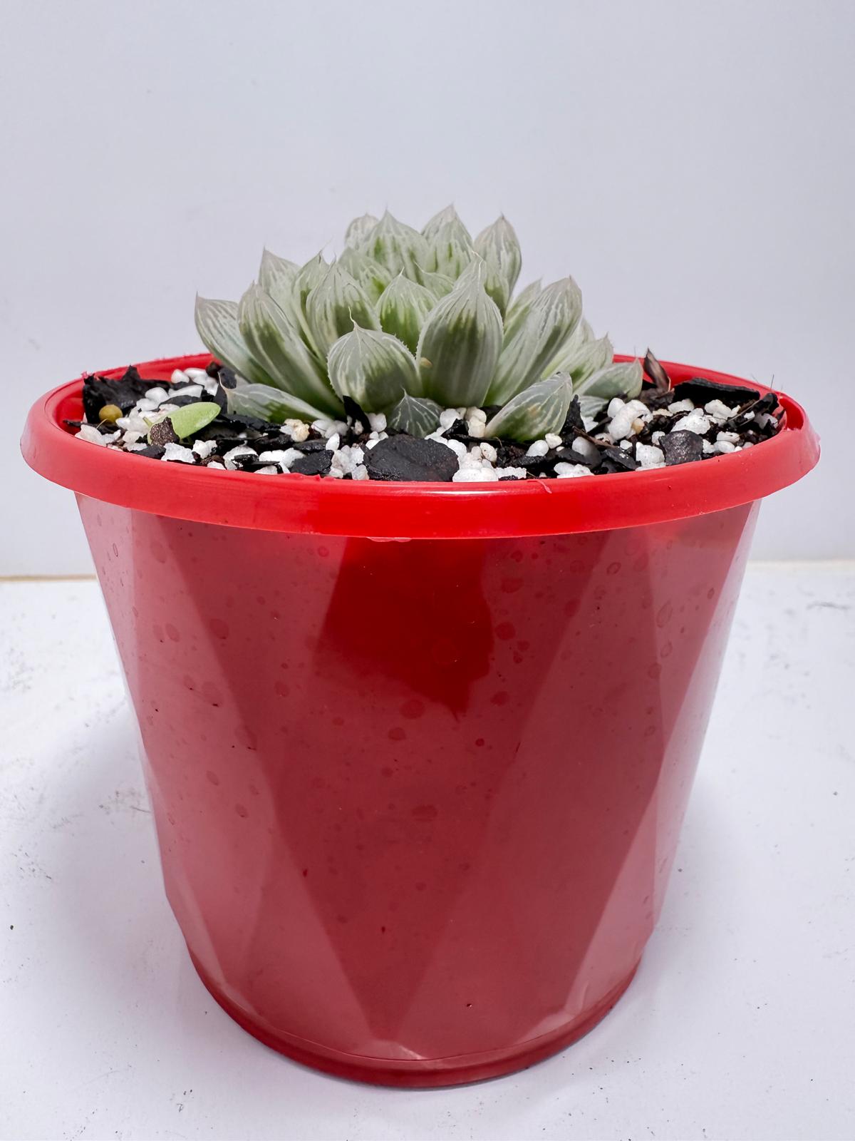 Haworthia Silver Swirls 130mm pot size
