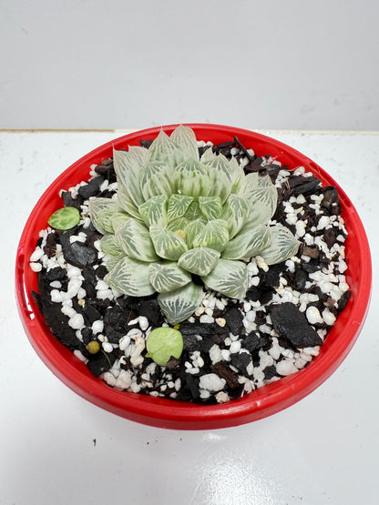 Haworthia Silver Swirls 130mm pot size