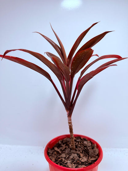 Cordyline fruticosa ‘Tango’ – 130mm | Colourful Foliage Plant for Indoors & Gardens