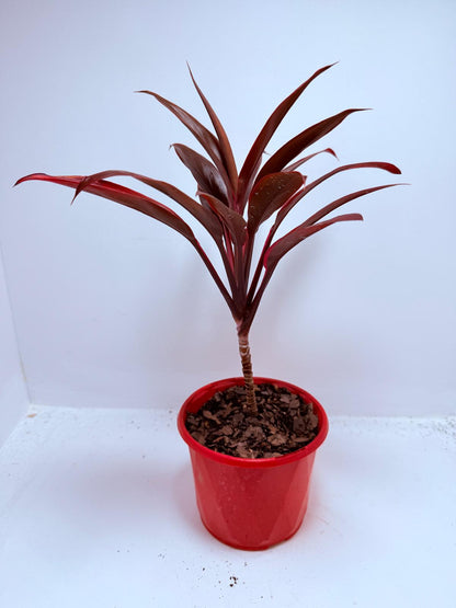 Cordyline fruticosa ‘Tango’ – 130mm | Colourful Foliage Plant for Indoors & Gardens