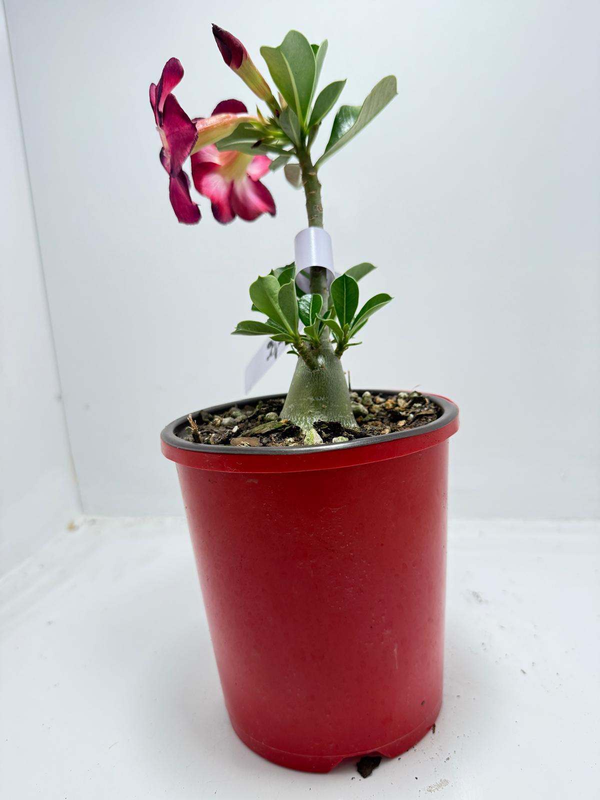 Desert Rose Adenium Obesum  # 56