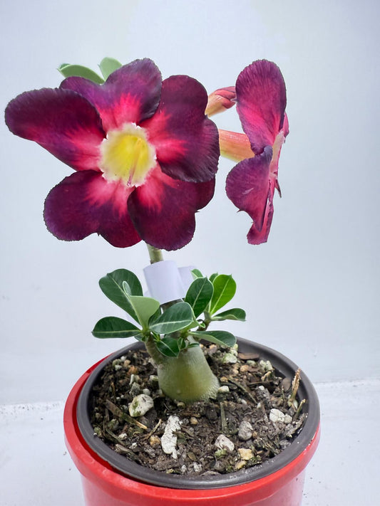 Desert Rose Adenium Obesum  # 56