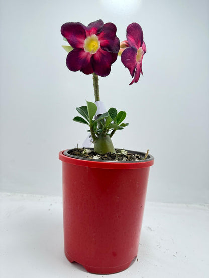 Desert Rose Adenium Obesum  # 56
