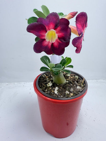Desert Rose Adenium Obesum  # 56