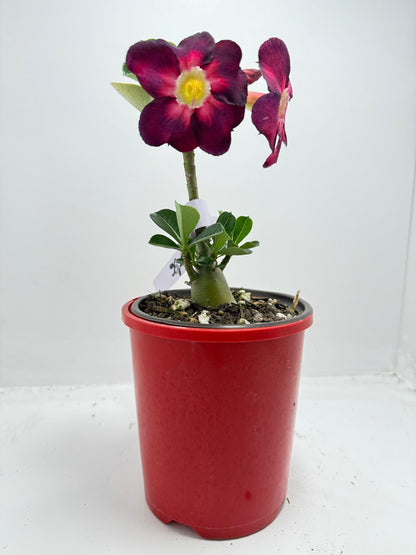 Desert Rose Adenium Obesum  # 56
