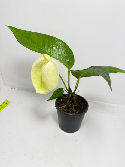 Anthurium Suzan Scherzerianum ‘Christine White’ – 100mm Pot