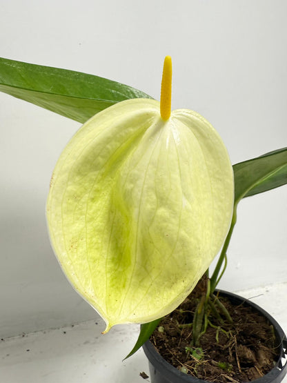 Anthurium Suzan Scherzerianum ‘Christine White’ – 100mm Pot