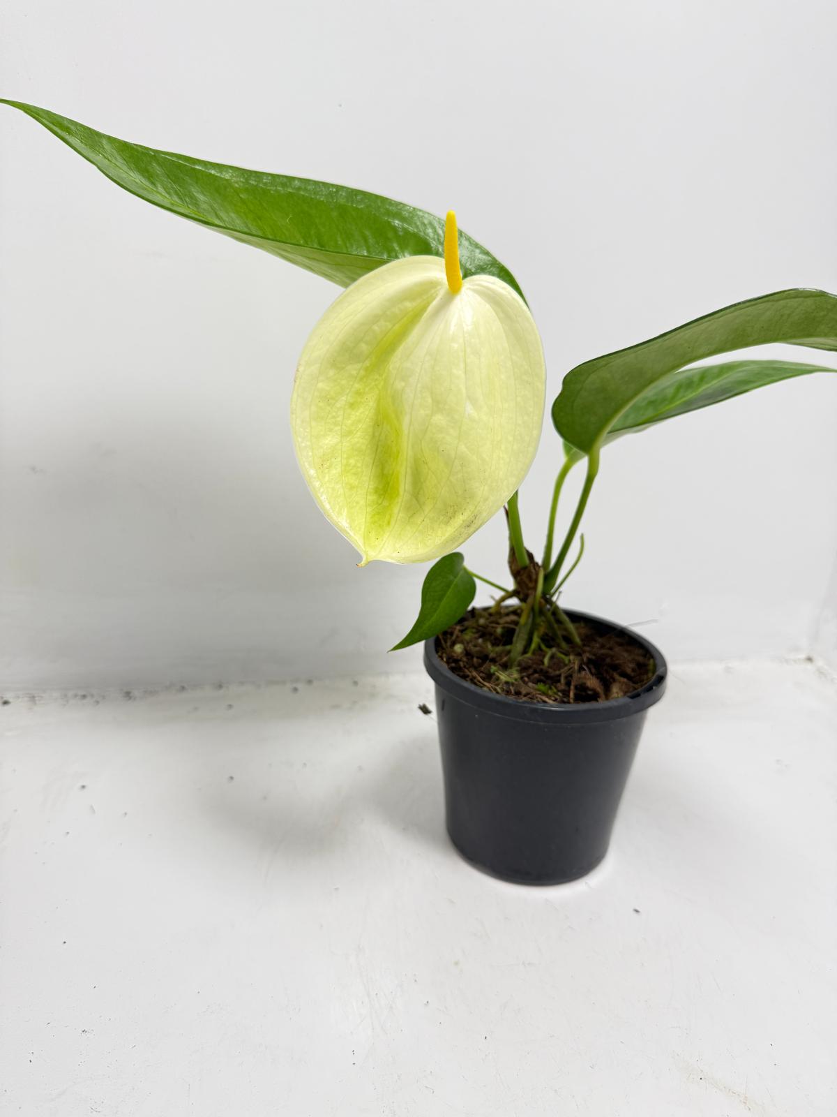 Anthurium Suzan Scherzerianum ‘Christine White’ – 100mm Pot