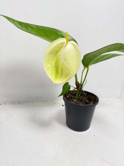 Anthurium Suzan Scherzerianum ‘Christine White’ – 100mm Pot