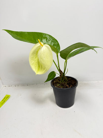 Anthurium Suzan Scherzerianum ‘Christine White’ – 100mm Pot