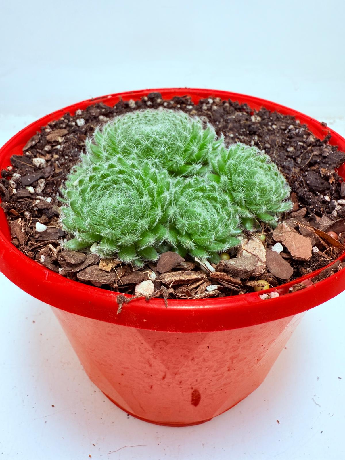 Sempervivum ciliosum – Rare Hardy Succulent