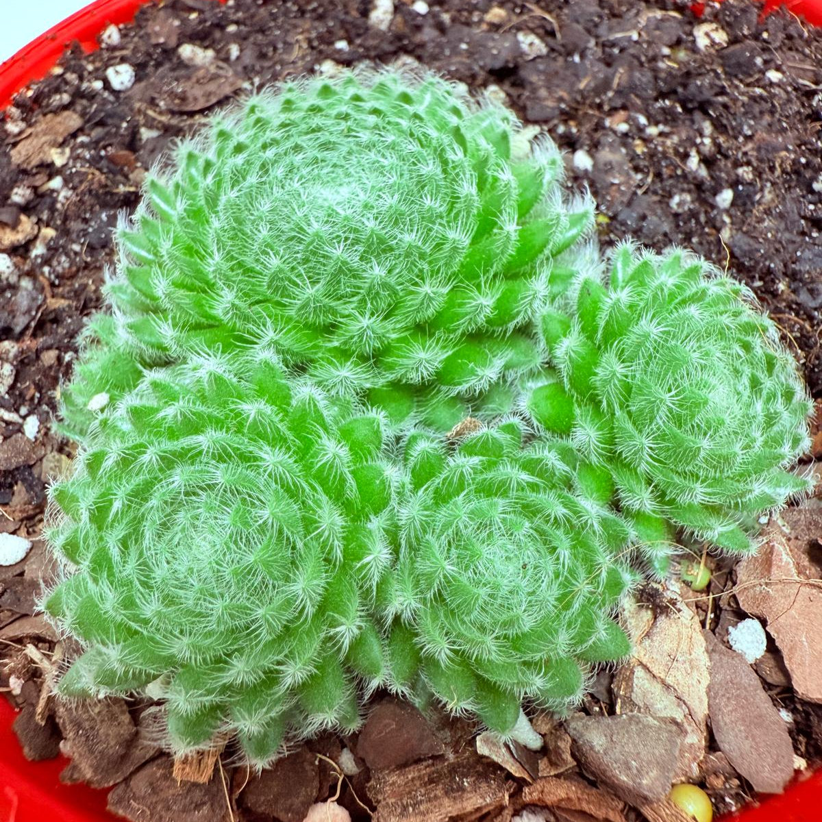 Sempervivum ciliosum – Rare Hardy Succulent