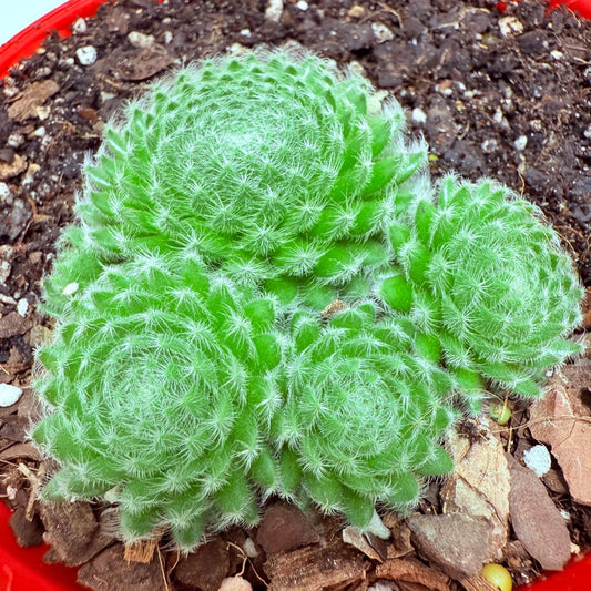 Sempervivum ciliosum – Rare Hardy Succulent